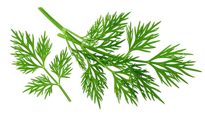 Vibrant green dill sprigs with delicate, feathery leaves, isolated on a black background