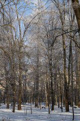 Winter forest on a sunny day
