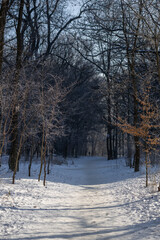 Winter forest on a sunny day