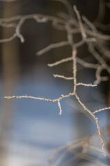 A thin branch on a winter tree