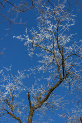 White treetops on a frosty day