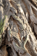 Bark of an old tree