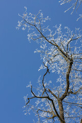 White treetops on a frosty day