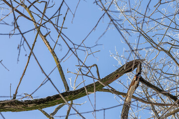 White treetops on a frosty day