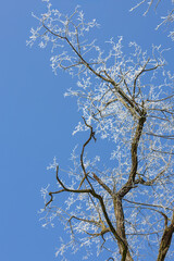 White treetops on a frosty day