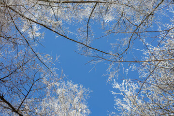White treetops on a frosty day