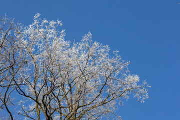 White treetops on a frosty day