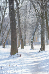 View of the winter forest