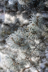 Pine branches on a winter day