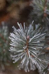 Pine branches on a winter day