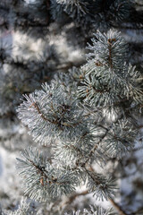 Pine branches on a winter day