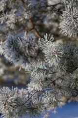 Pine branches on a winter day
