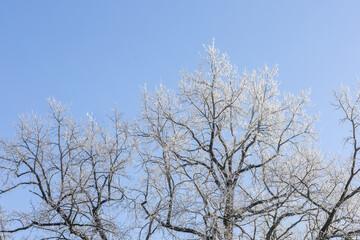 White treetops on a frosty day