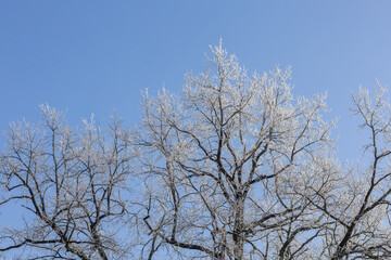 White treetops on a frosty day