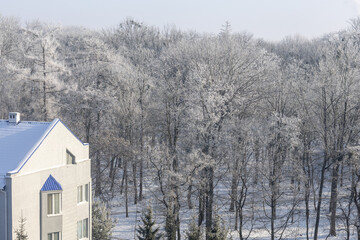 View of the winter forest