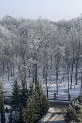 View of the winter forest