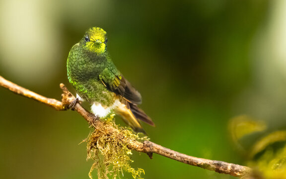 Fahlschwanzkolibri (Boissonneaua flavescens)