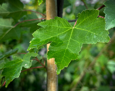 Acer rubrum Fairview Flame Red Maple Green Leaves Close Up