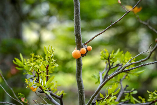 Indian bread or Darwin's fungus Pan de indio parasitic edible orange fungus Cyttaria darwinii or C. hariotii native to Patagonia in Chile and Argentina, Growing on Nothofagus (Southern Beech) trees