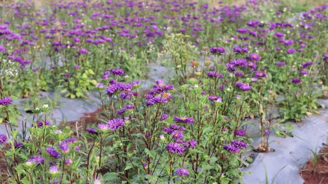Rows of vibrant purple aster flowers blooming abundantly in a cultivated agricultural field protected by plastic mulch sheeting
