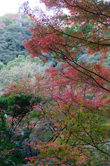 colorful autumn trees in Japan