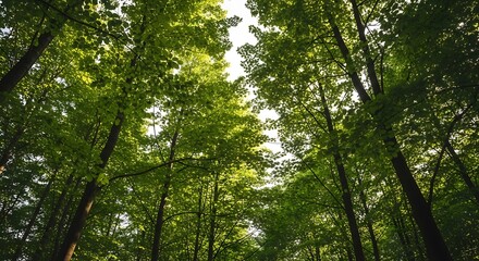 Obraz premium A sun-dappled canopy of tall, green trees reaching toward the bright sky