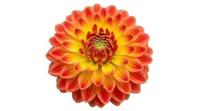 白いダリア」の写真素材 | 240,113件の無料イラスト画像 | Adobe Stock