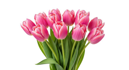 Fototapeta premium A bouquet of pink tulips against a white background, symbolizing love and beauty.
