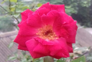 Obraz premium Close-up of vibrant pink rose in full bloom with layered petals and visible yellow stamens surrounded by green foliage
