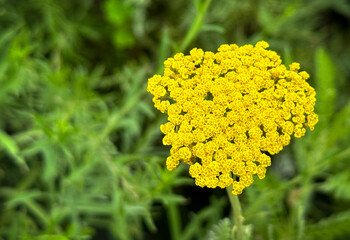 Achillea filipendulina Cloth of Gold Yellow Yarrow Flower Close Up © Viktor