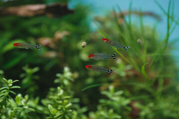 Obraz premium Rummynose tetras swimming in freshwater aquarium