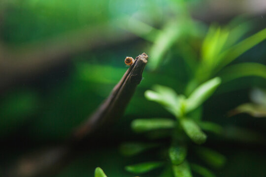 Tiny aquatic snail resting on driftwood branch