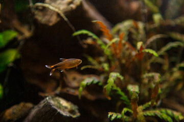 Obraz premium Small aquarium fish swimming peacefully in freshwater habitat