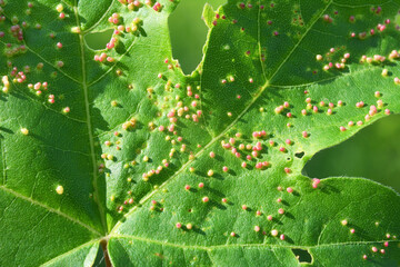 Aceria myriadeum is a species of mites in the family Eriophyidae and genus Aceria on the leaves of the field maple (Acer campestre).