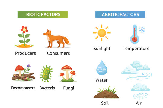Ecosystem Components Biotic and Abiotic Factors with transparent background 