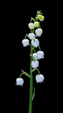 Beautiful white bells of muguet flower without leaves