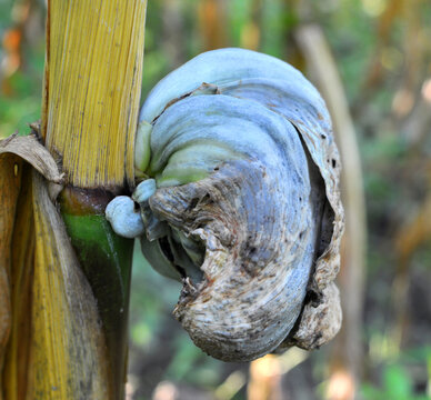 A corn plant affected by the fungus Ustilago zeae Unger