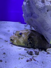 Fototapeta premium fish in aquarium