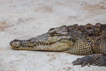 Obraz premium Alligator resting on walkway, Black River, Jamaica