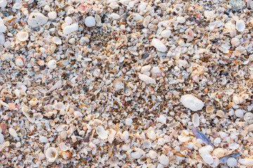 Natural marine seashell fragments texture background covering beach surface