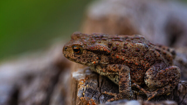 Extreme macro close-up of a common toad (Bufo bufo) sitting on a wooden log, detailed texture of amphibian skin