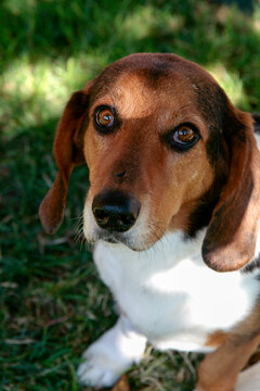 Santa Fe, New Mexico. Sweet beagle.