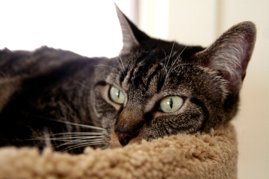 Santa Fe, New Mexico, United States. Rescue cat enjoying a rest