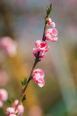 Fototapeta premium Peach tree branches with abundant blossoms against a blue sky. Minimalism and space for text.