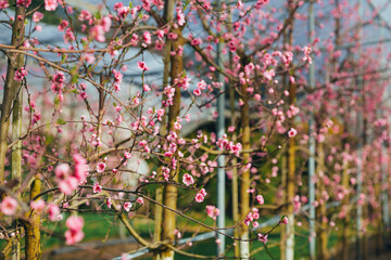 Цветущий персиковый сад с множеством деревьев, уходящих в перспективу. Крупные кроны с розовыми цветами создают &laquo;розовое море&raquo;, символизирующее изобилие и плодородие.