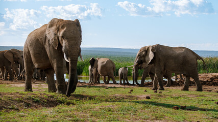 Fototapeta premium Majestic elephants wandering in Addo Elephant Park, South Africa, under a bright blue sky