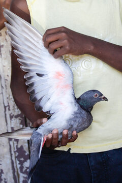 Havana, Cuba, Boy with pet pigeon.