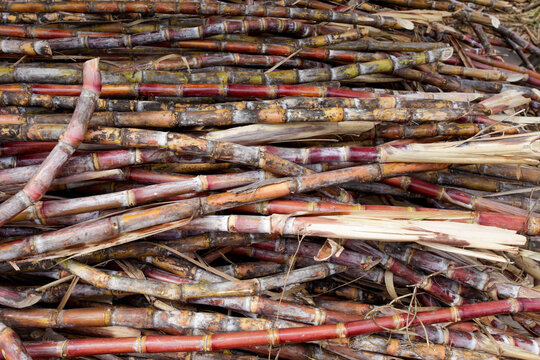 Vinales, Cuba. Raw sugar cane in a stack 
