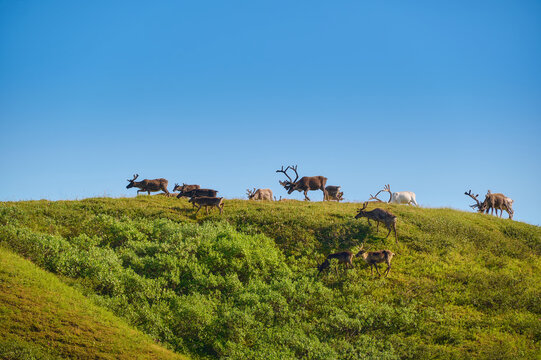 Herd of wild reindeer in the tundra.