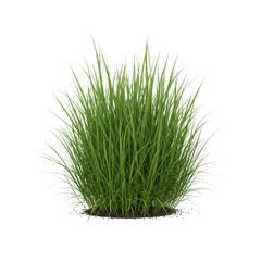A small green bush with long thin blades of grass